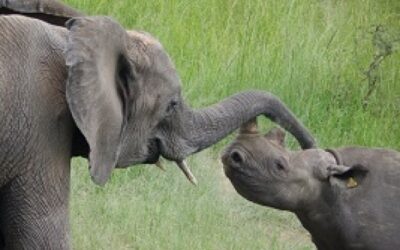 ratujmy afrykańskie nosorożce
